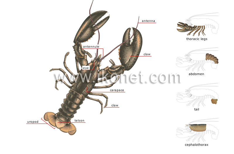 morphology of a lobster image