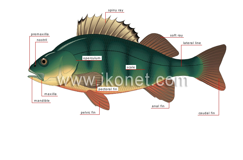 animal kingdom > fishes > bony fish > morphology of a perch image