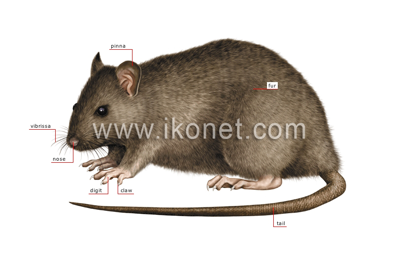 morphology of a rat image