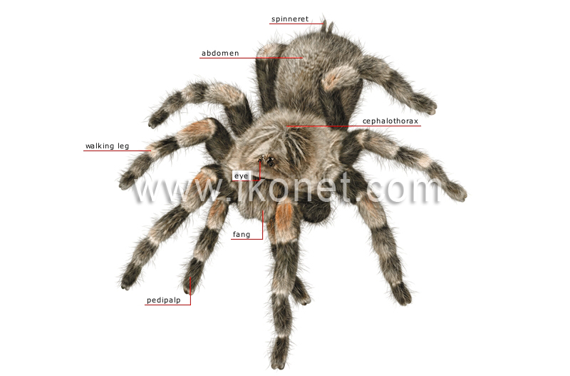 morphology of a spider image