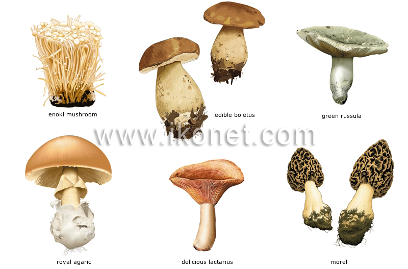 mushroom names