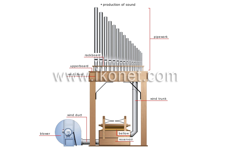 organ image