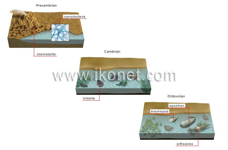 origin and evolution of species image