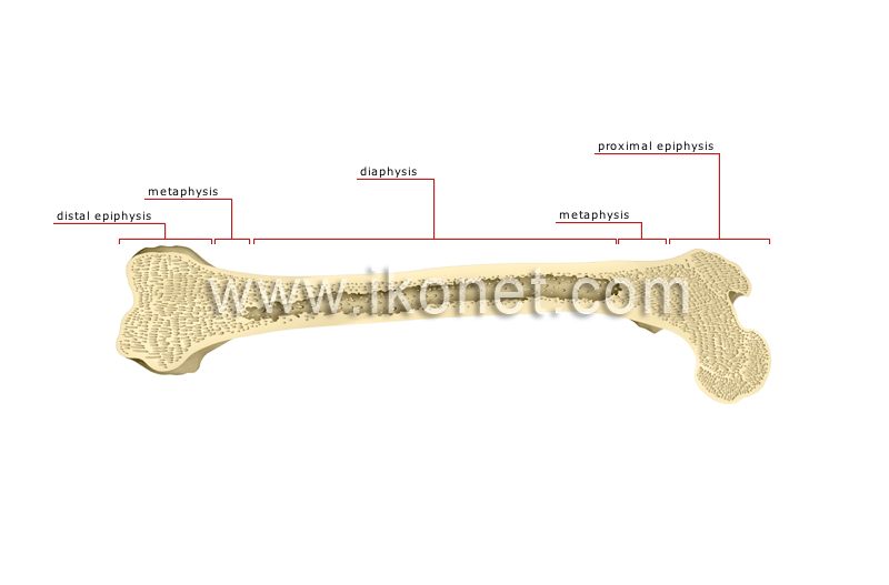 parts of a long bone image