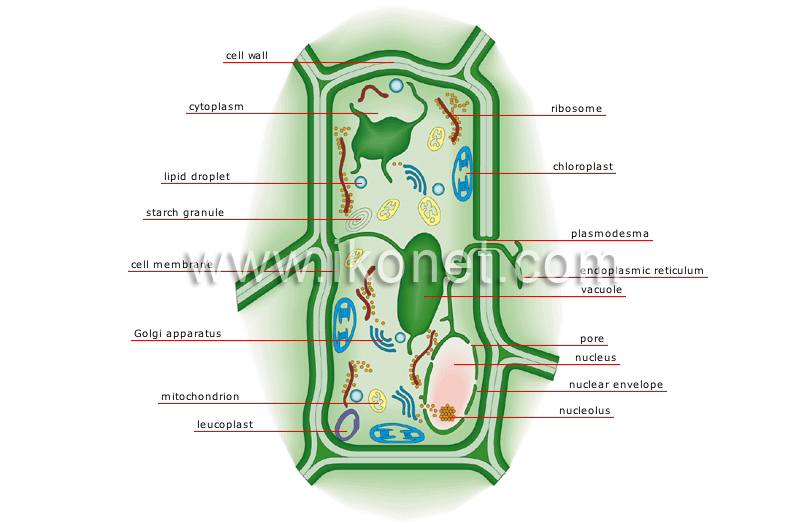 plant cell image