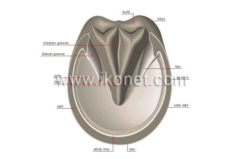 plantar surface of the hoof image