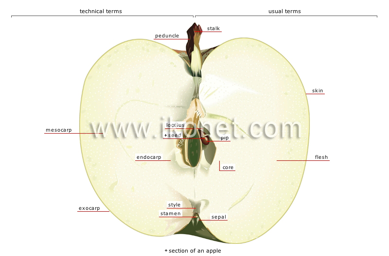 pome fleshy fruit image