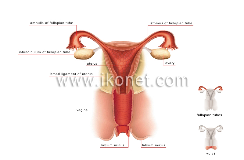 posterior view image