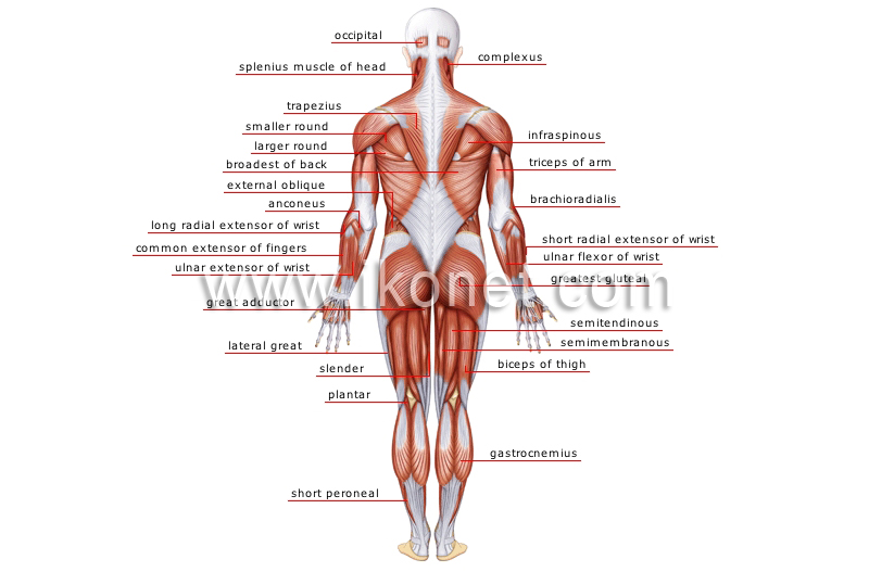 posterior view image