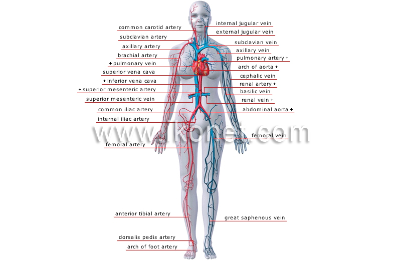 principal veins and arteries image