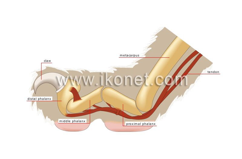 retracted claw image