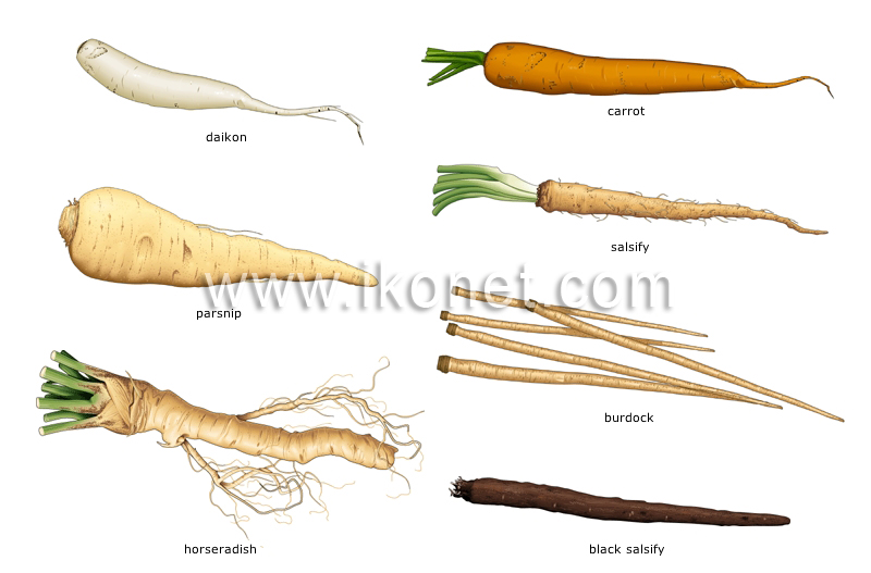 root vegetables image