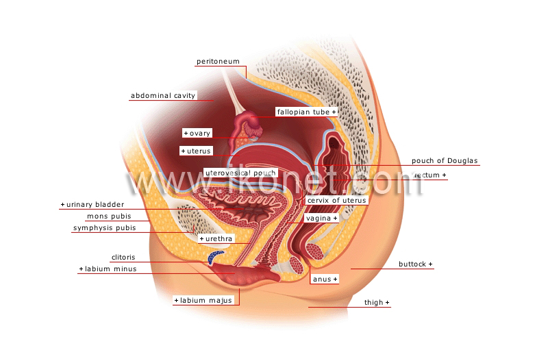 sagittal section image