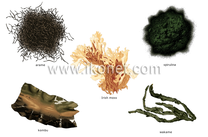 seaweed image