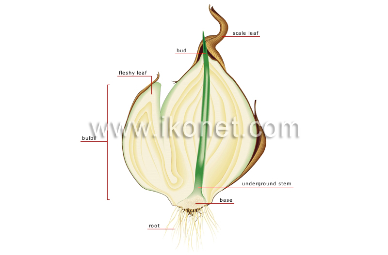 section of a bulb image