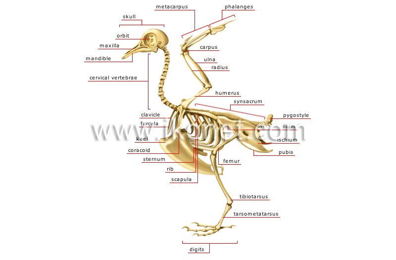 skeleton of a bird image