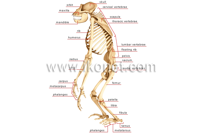 skeleton of a gorilla image