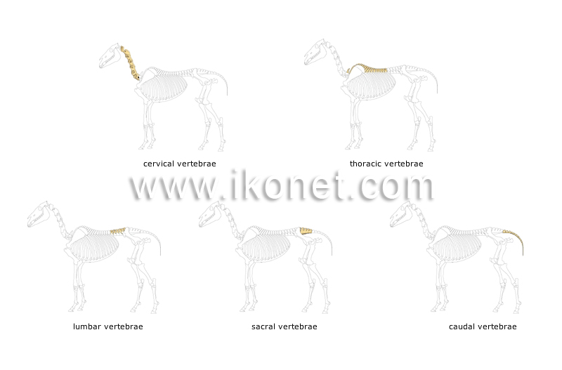 skeleton of a horse image