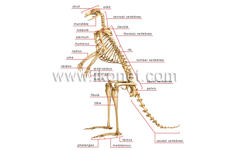 skeleton of a kangaroo image
