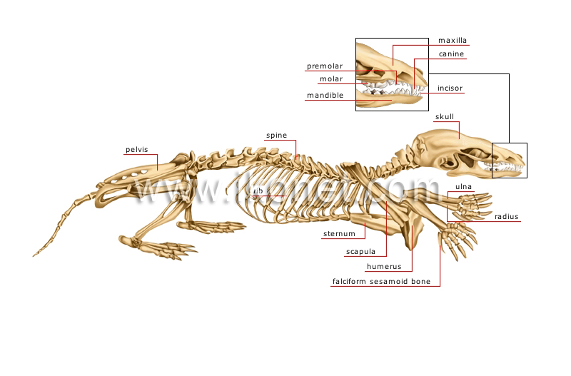 skeleton of a mole image