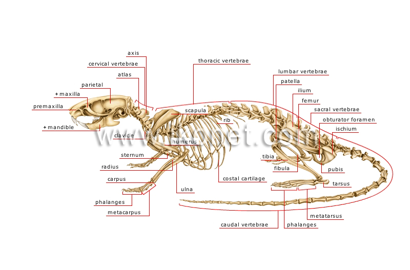 skeleton of a rat image