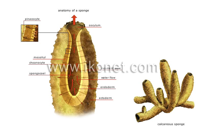 sponge image