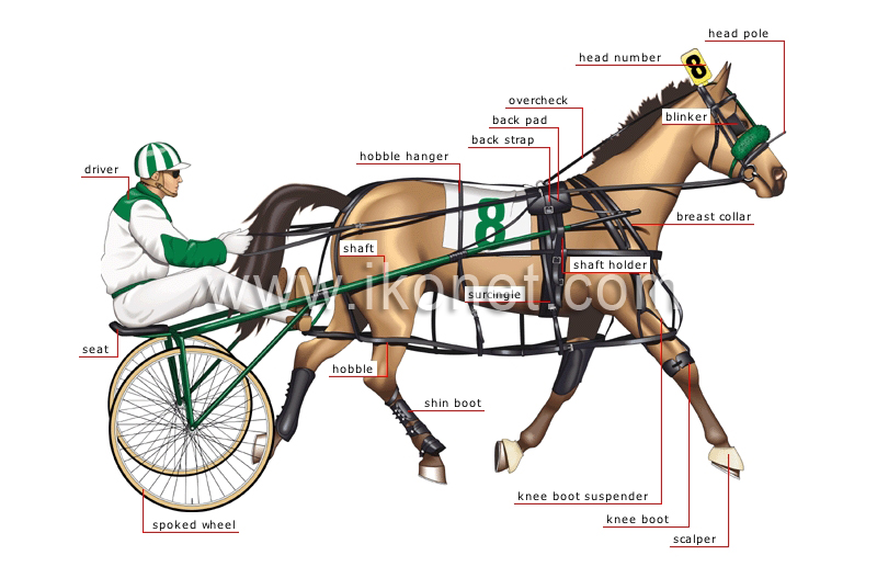 standardbred pacer image