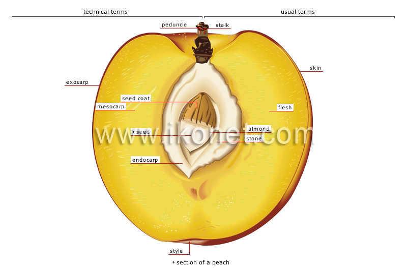 stone fleshy fruit image