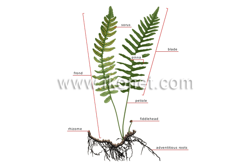 structure of a fern image