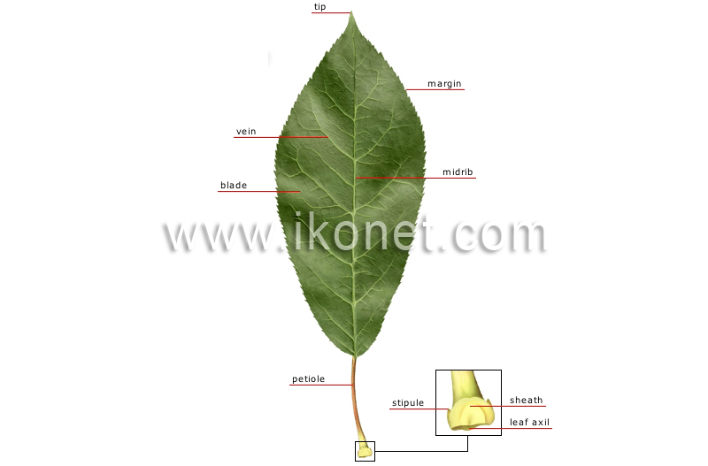 structure of a leaf image
