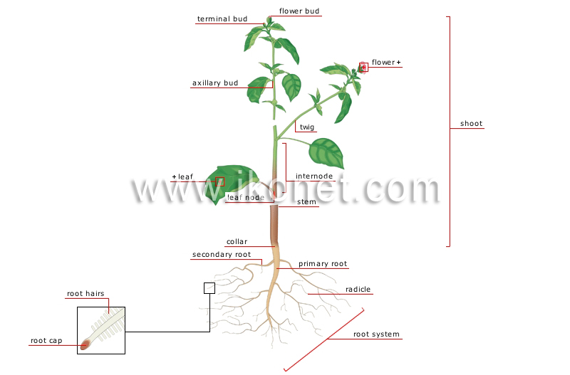 structure of a plant image