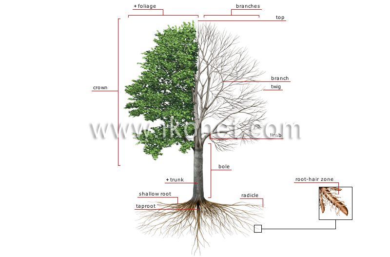 structure of a tree image