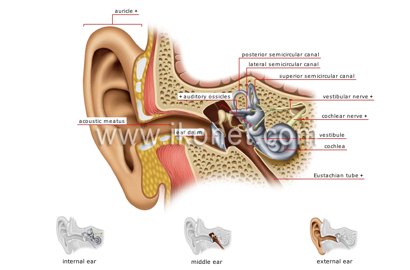 structure of the ear image