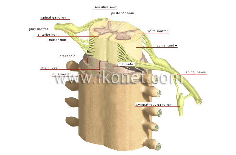structure of the spinal cord image