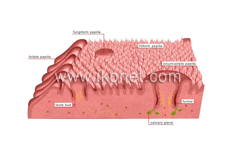 taste receptors image