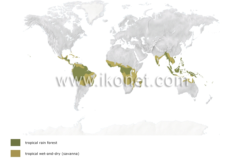 tropical climates image