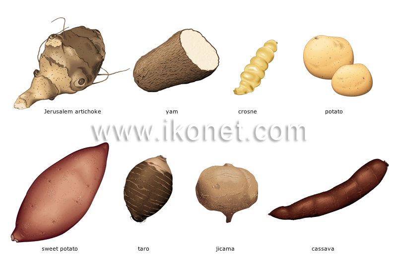 tuber vegetables image