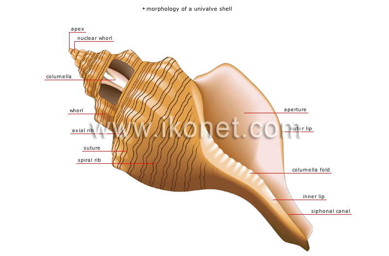 univalve shell image