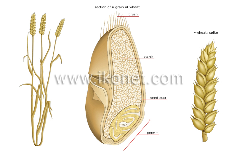 wheat image