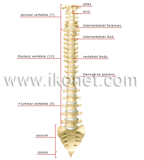 Vertebral column