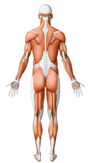 Posterior view - Virtual Human Body