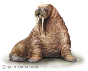 The walrus