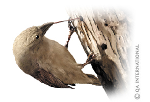 Woodpecker finch of the Galápagos