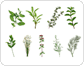 hierbas aromáticas image