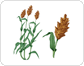 sorgo image