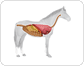 anatomía de un caballo image