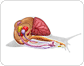 anatomía de un caracol