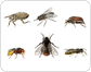 ejemplos de insectos