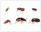 ejemplos de insectos