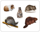ejemplos de roedores